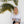 Model holding black and white palm tree print on white wall with palm tree